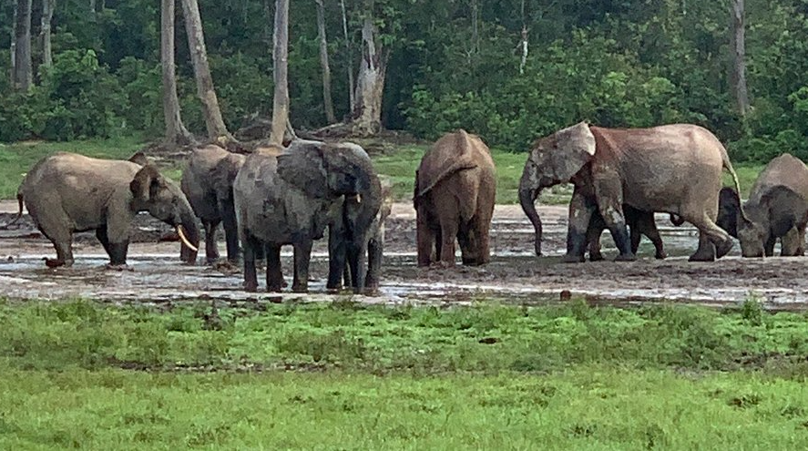 Sangha River, Southwest (near Dzanga-Sangha), Central African Republic
